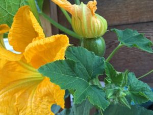 squash with flowers and fruit