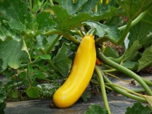 yellow squash on plant, vegetables in containers