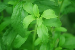 stevia plant, add to iced tea pots