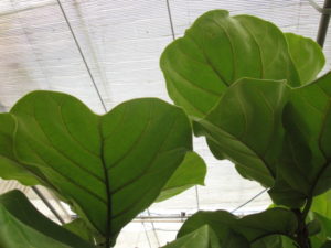 fiddle-leaf fig