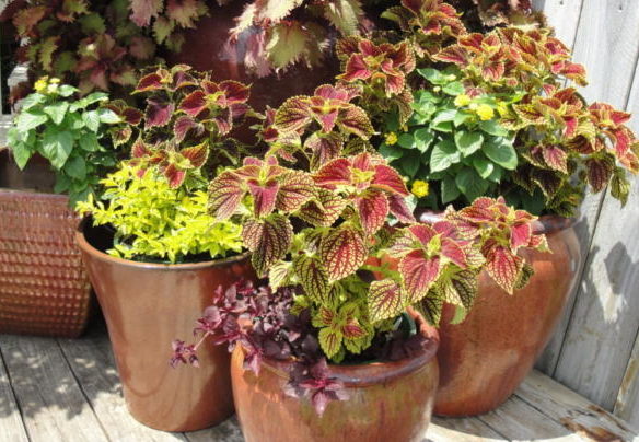 heat tolerant annuals in pots