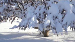 Parrotia persica in heavy snow