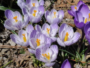 crocus pickwick, white with purple stripes