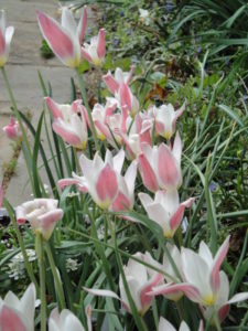 Tulip Lady Jane