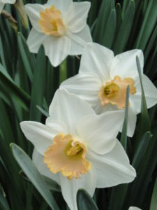 Narcissus Salome