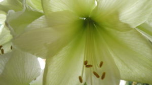 pale yellow amaryllis