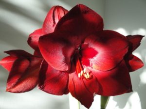 amaryllis