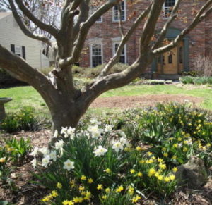 early daffodils in the Rockville garden, improving the landscape