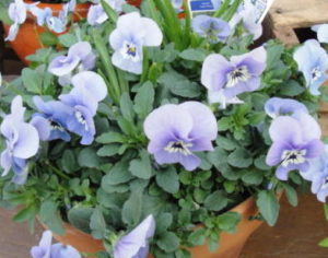 trick-or-treaters loved the blue violas