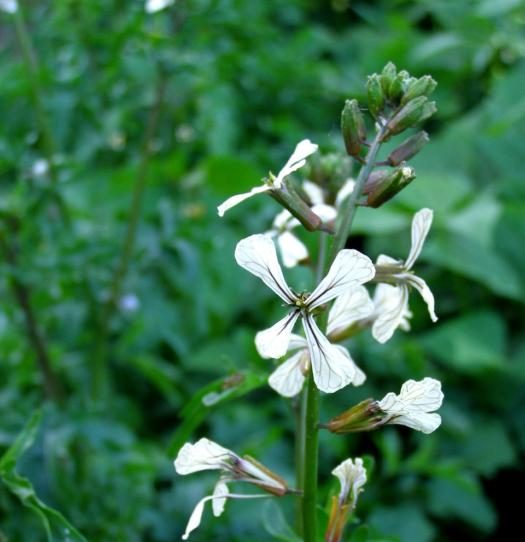 arugula, fall greens in flower