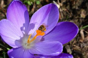 bee on crocus flower