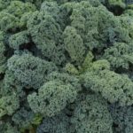 curly leaf kale