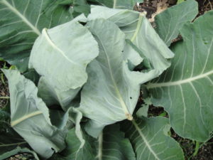 folded leaves over cauliflower, fall greens