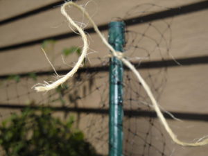 protect tomatoes with deer netting tied to stake