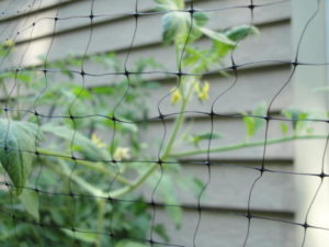 deer netting on tomato plant
