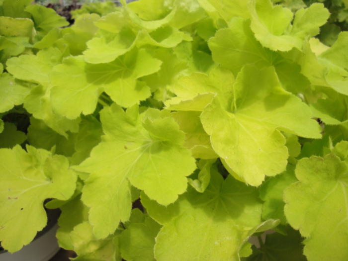 Heuchera 'Cirtronelle' needs hardening off before planting