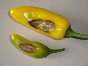yellow peppers with sun scald