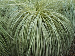 grassy plants for porch planter