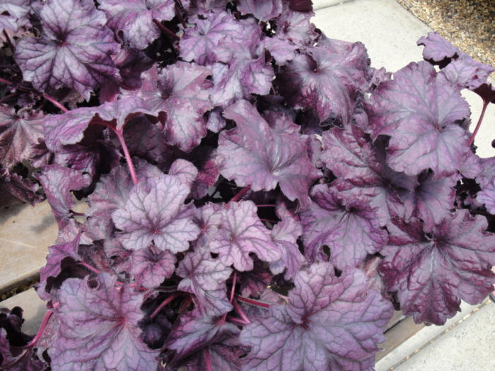 plant out after hardening off