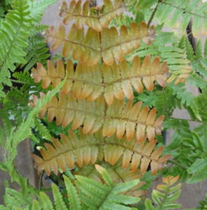 evergreen autumn fern for year-round porch planter