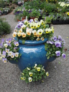 blue glazed strawberry jar planted with violas