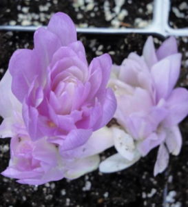 Colchicum autumnale Waterlily