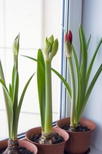 potted amaryllis