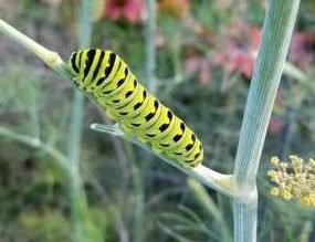 black swallowtail larva on dill, herbs attract bees and butterflies