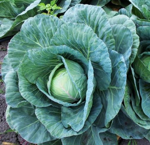 cabbage