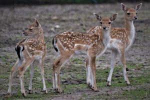 young deer