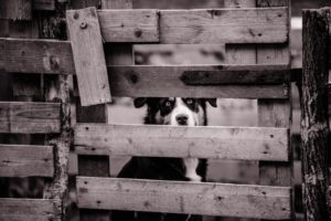 fence with dog