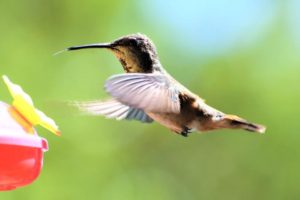 hummingbird at feeder