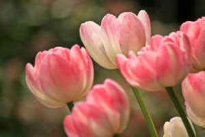 pink tulips