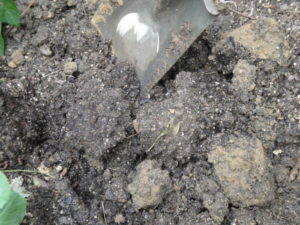 turned soil