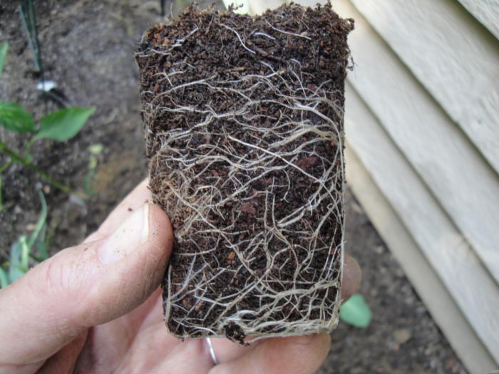 broccoli root ball