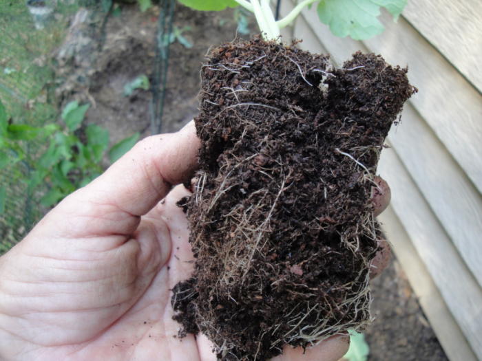 broccoli roots, scored