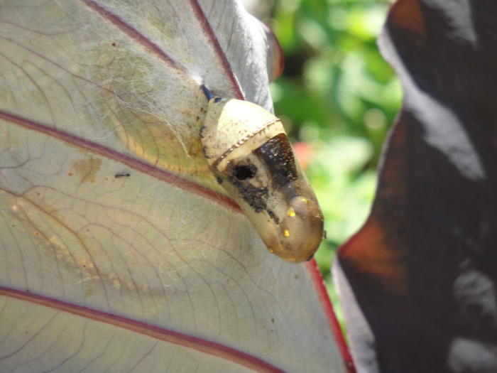chrysalis