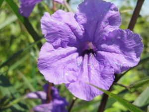 Ruellia