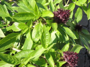 Thai basil 'Siam Queen'