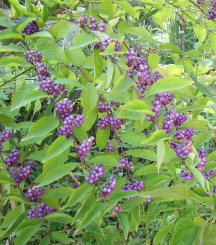 purple beautyberry, callicarpa americana
