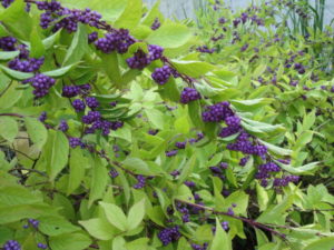 Purple beautyberry, Callicarpa americana.