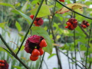 strawberry bush, Euonymus americanus, at the Lake Lure Flowering Bridge