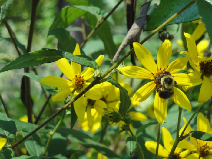 perennial helianthus for bees and butterflies