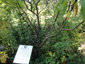 Franklinia tree, F. alatamaha, at the Lake Lure Flowering Bridge