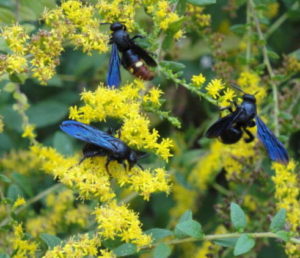 solidago at Lake Lure Flowering Bridge