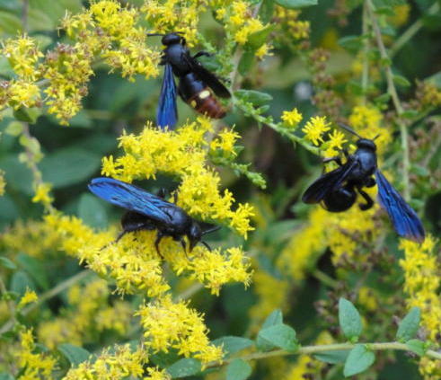 add goldenrod stems to brush piles, pollinators