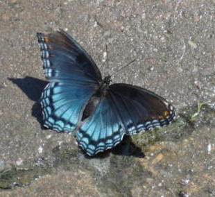 red spotted purple butterfly