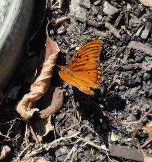 gulf fritillary butterfly, lake lure flowering bridge