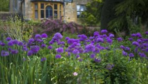 purple allium