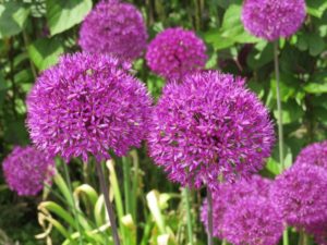 pink allium